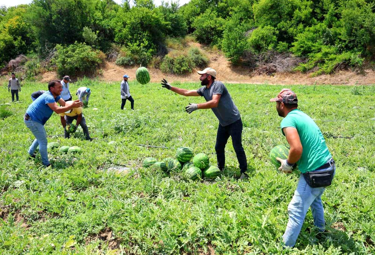 Adana'da Turfanda Karpuz Hasadı Başladı: Fiyatlar Üreticiyi Sevindiriyor