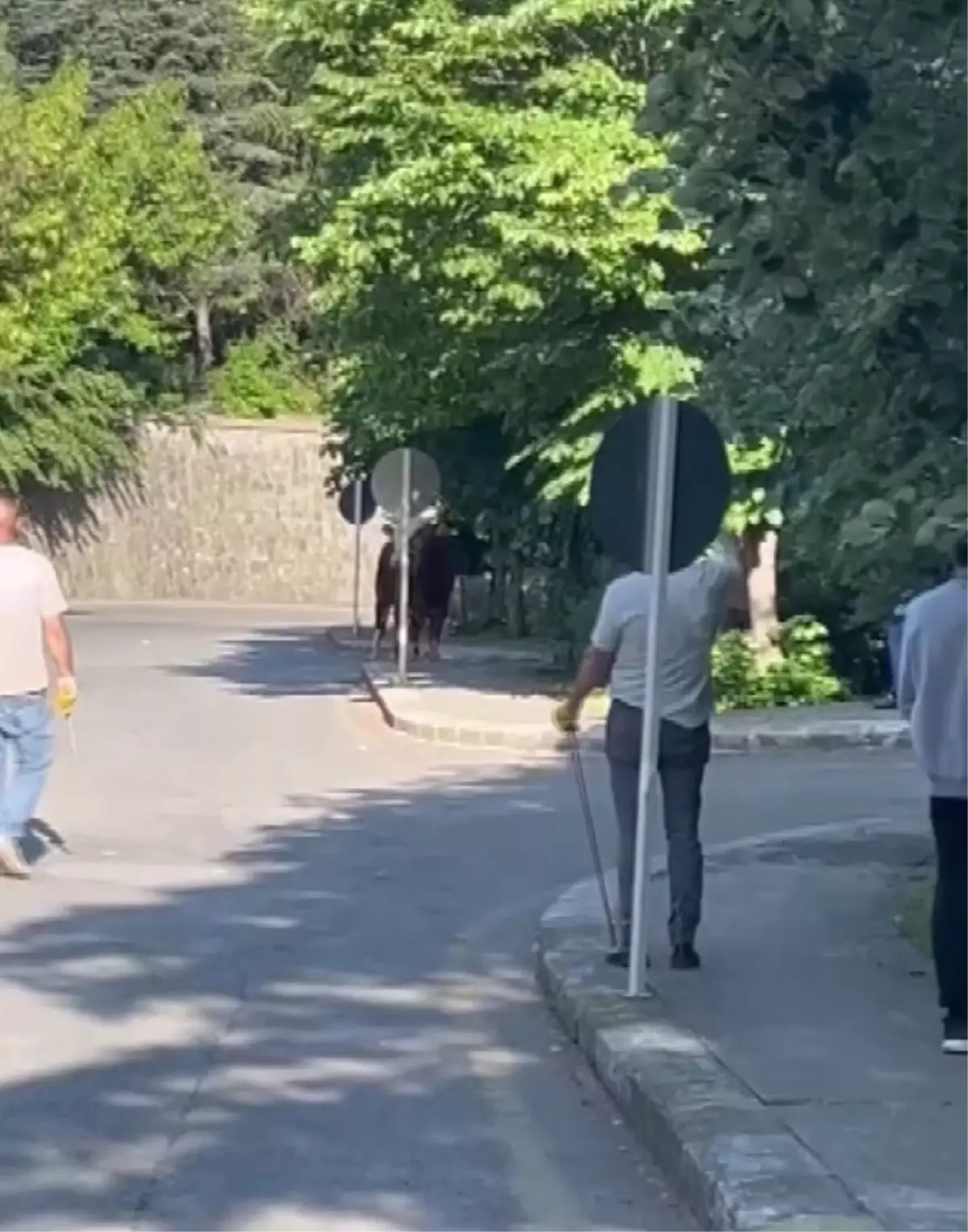 Ataşehir'de Kaçan Boğa, Çevredekileri Paniğe Sürükledi