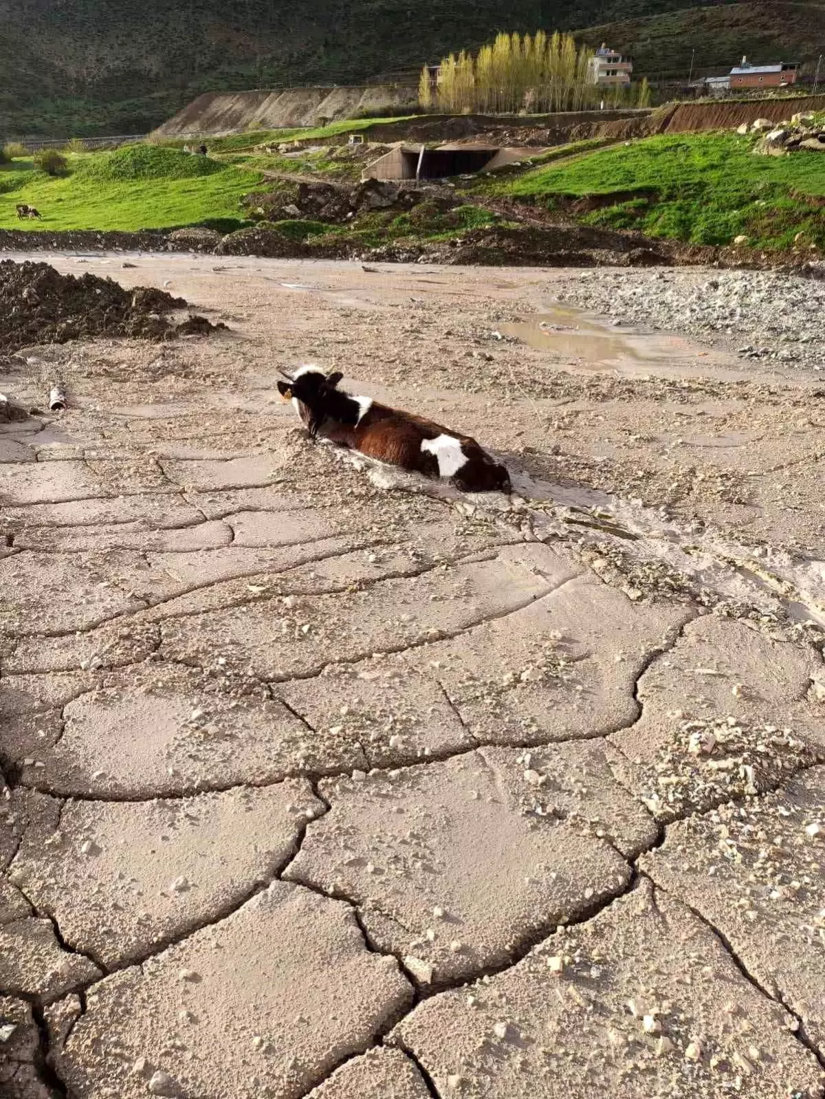 Kimyasal Beton Yığınına Saplanan Kurbanlık Düve Yaralandı