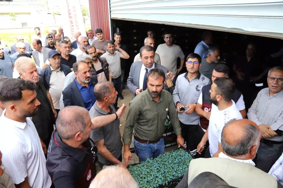 Bingöl'de Sebze Üretiminin Geliştirilmesi İçin 442 Bin Fide Dağıtıldı