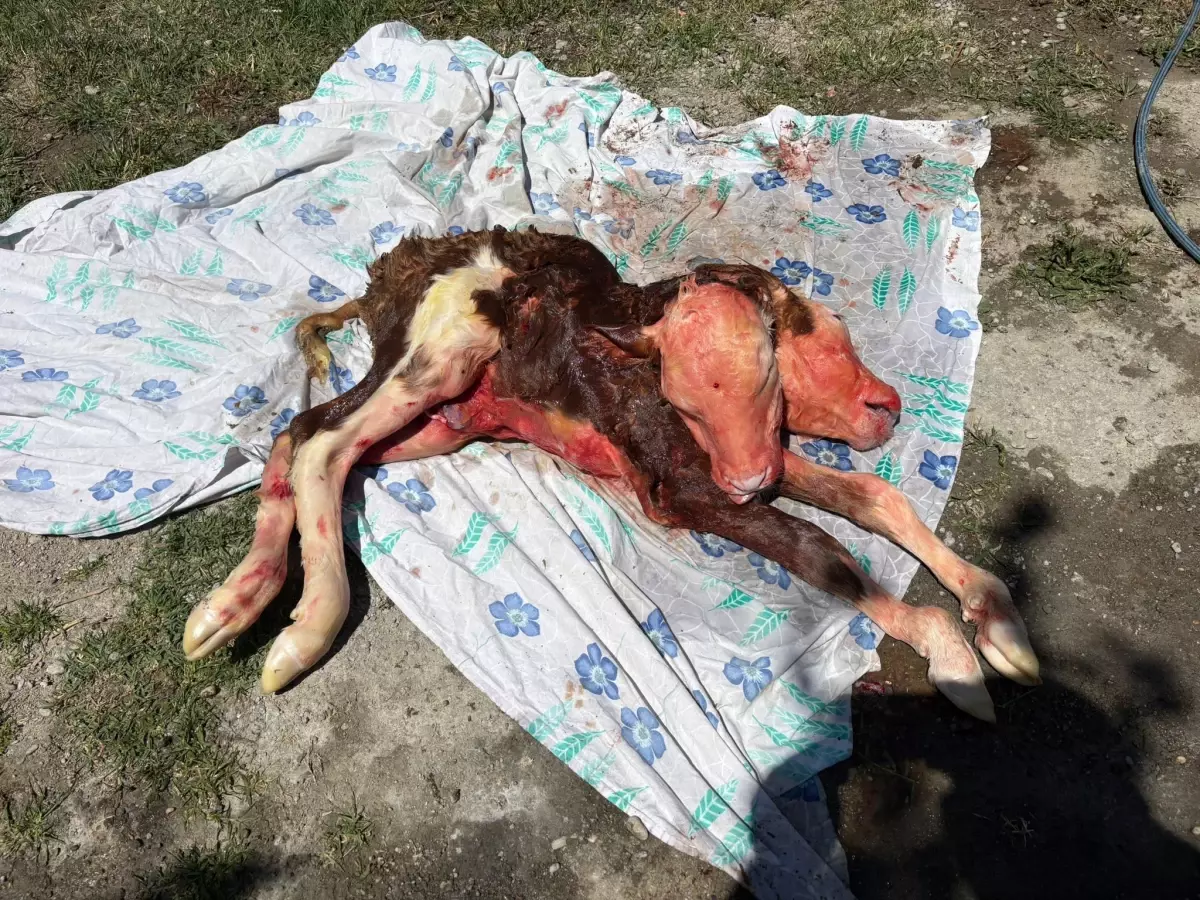 Bartın'da Çift Başlı Buzağı Ölü Doğdu