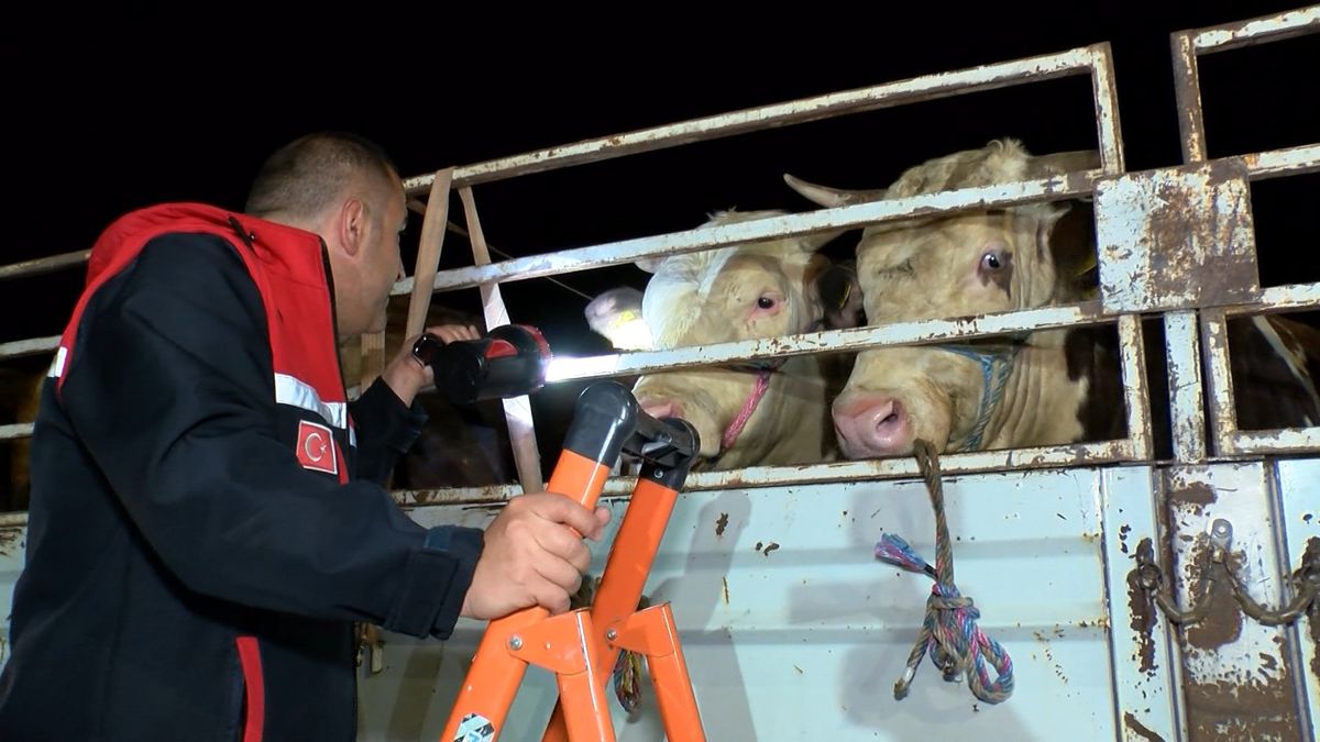 İstanbul'da bayram öncesi kurbanlık hayvan girişleri başladı