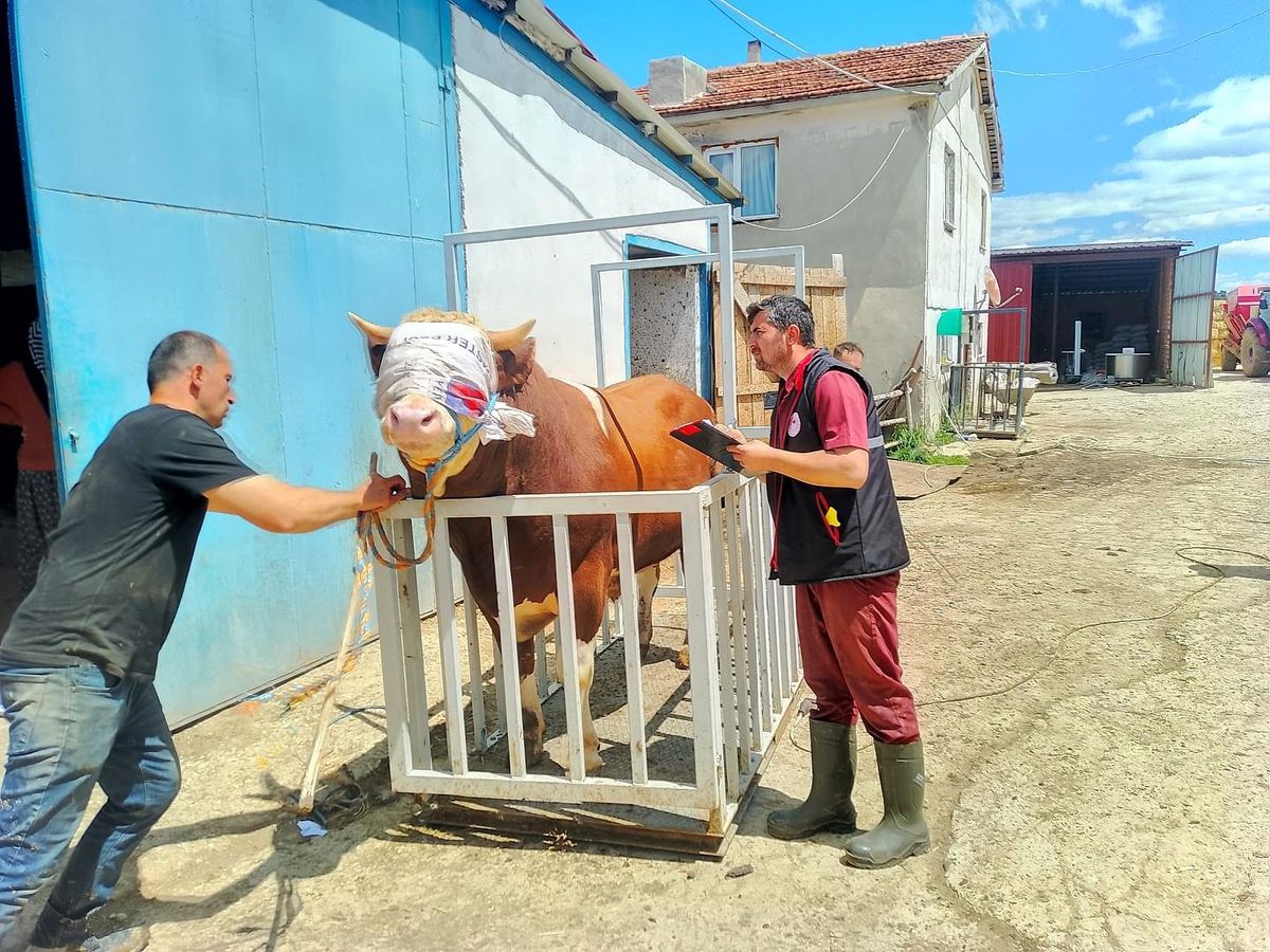Kastamonu'dan İstanbul'a Kurbanlık Hayvan Sevkiyatı Başladı