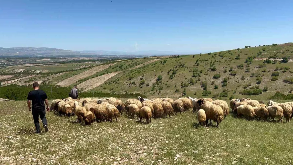 Malatya'da Küçükbaş Hayvancılık Yıllık Göç Başladı