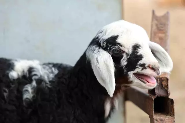 Dozens of sheep died at once! The livestock owner cried while explaining and accused one person