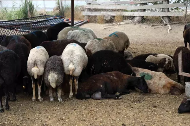 Dozens of sheep died at once! The livestock owner cried while explaining and accused one person