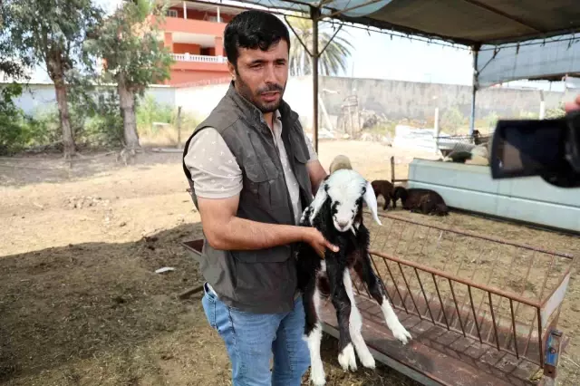 Dozens of sheep died at once! The livestock owner cried while explaining and accused one person