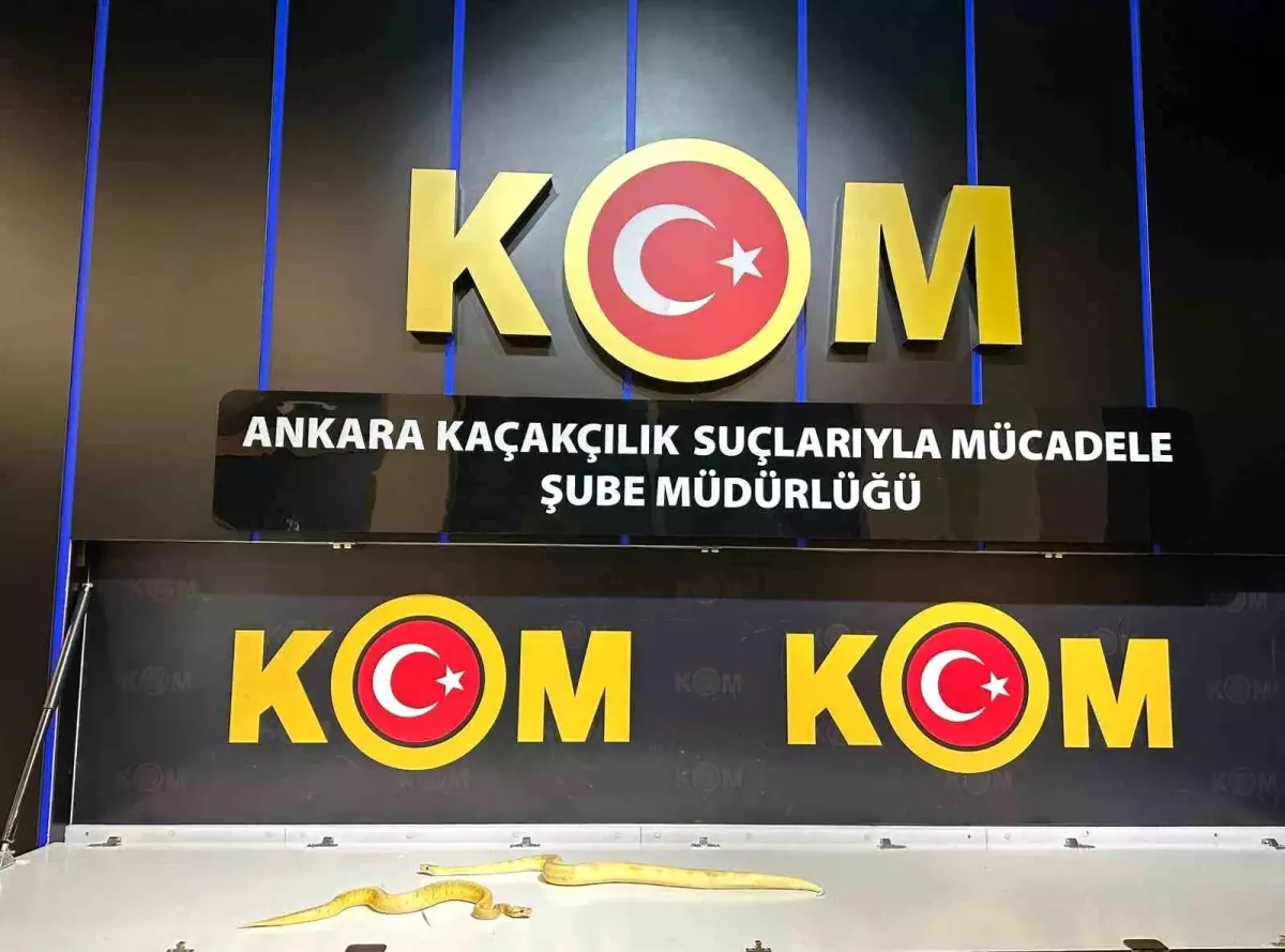 Yasak Hayvan Ticareti Operasyonu: 96 Egzotik Hayvan Ele Geçirildi