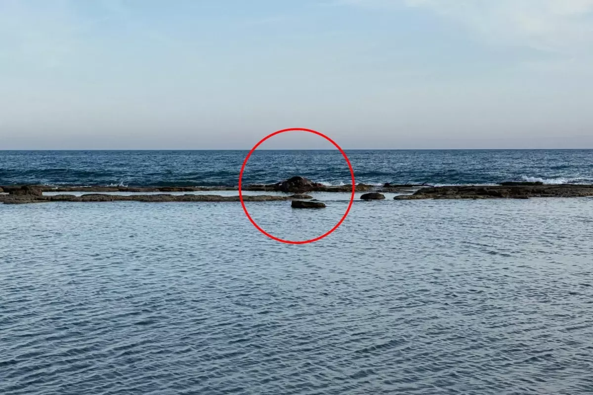 Antalya'da denizin ortasındaki inek leşi görenleri şoke etti