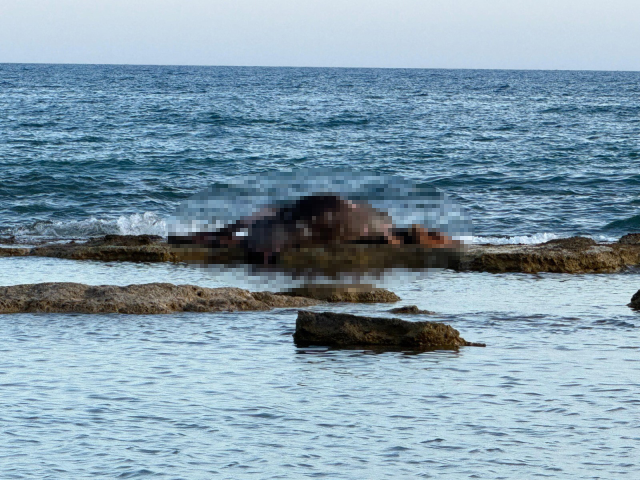 The cow carcass in the middle of the sea in Antalya shocked onlookers