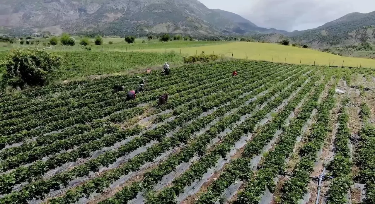Sason Çileği Batman Ekonomisine 350 Milyon Lira Katkı Sağlıyor