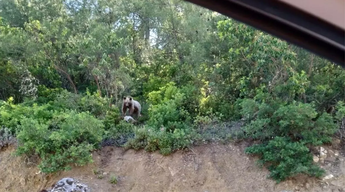 Bilecik'te Sürücüler Ayıyı Karşısında Gördü