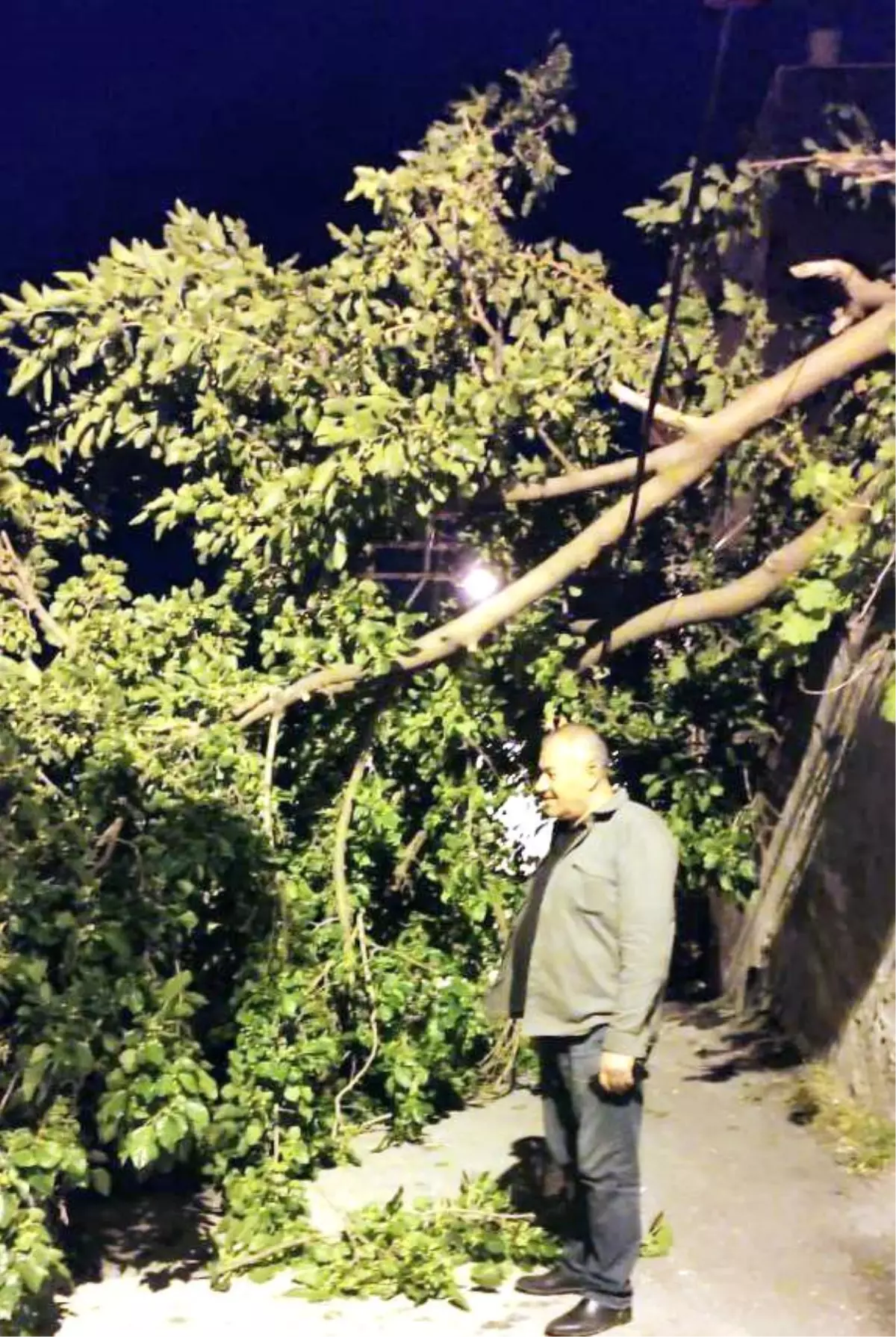 Mudanya'da Devasa Dut Ağacı Devrildi