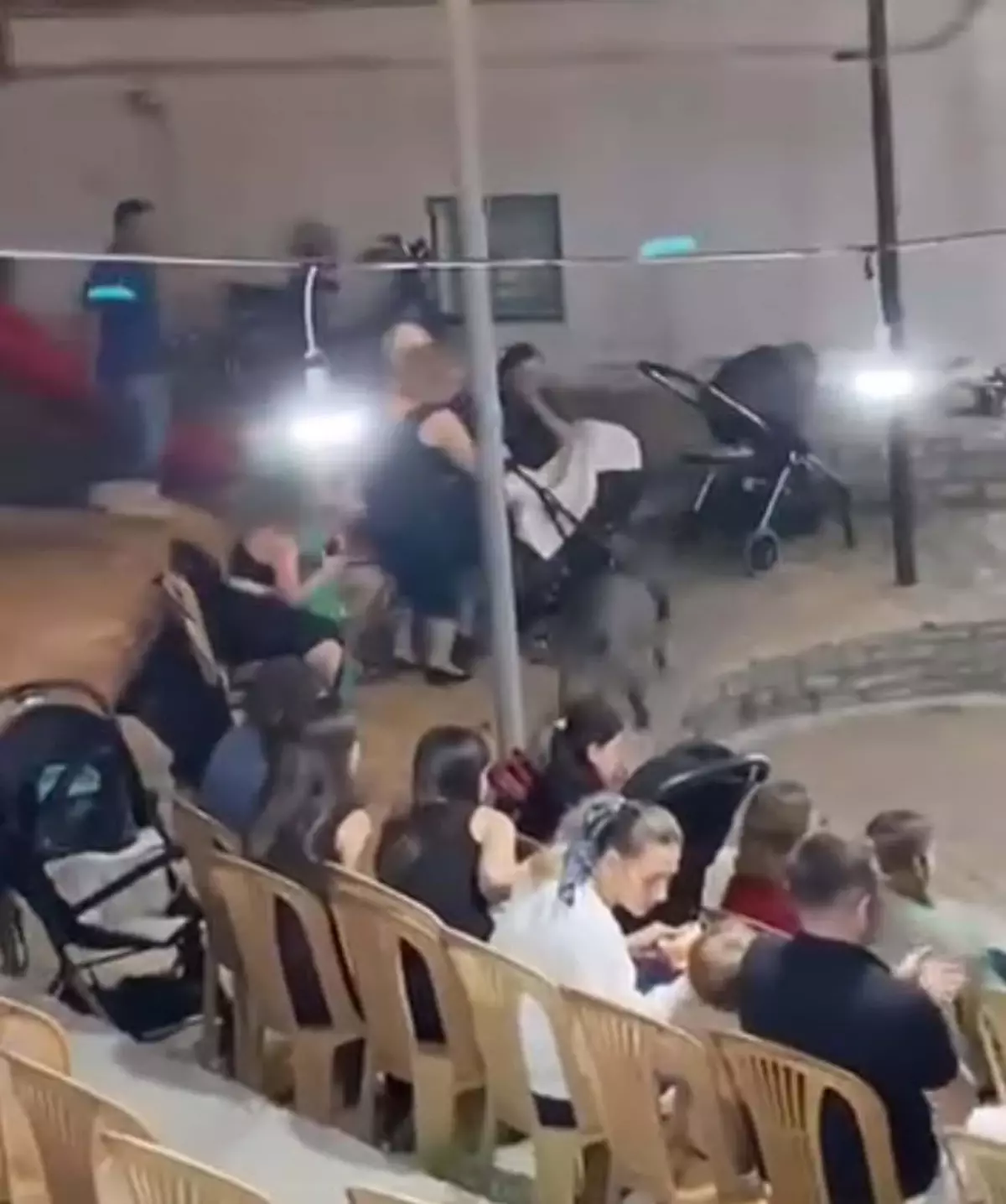 Bodrum'da Sokak Düğününe Domuzları Parkur: Panik Anları