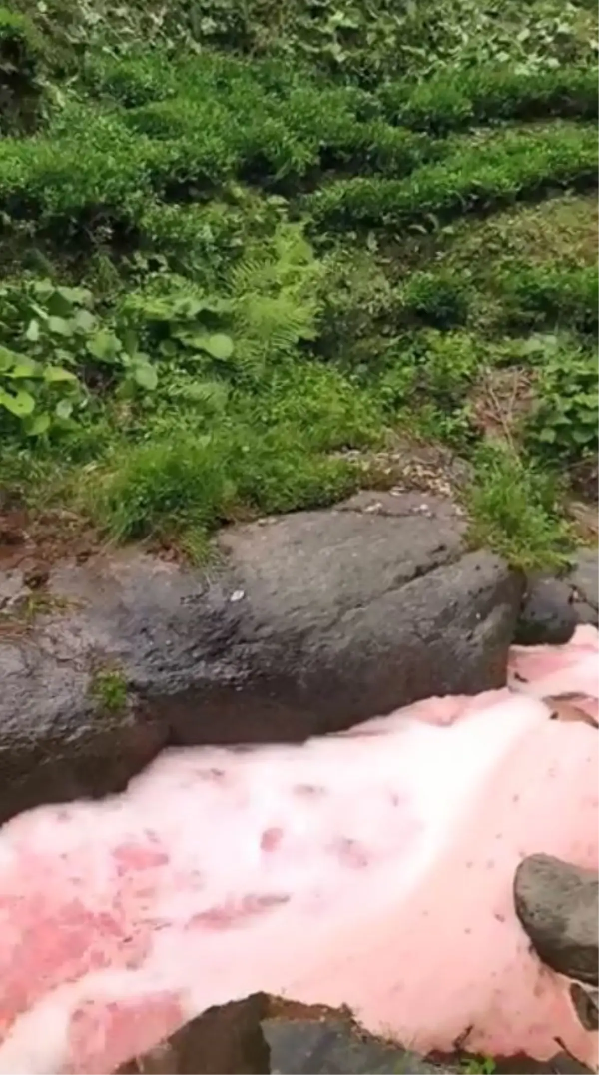 Rize'de Dere Suyunun Rengi Kırmızıya Dönüştü
