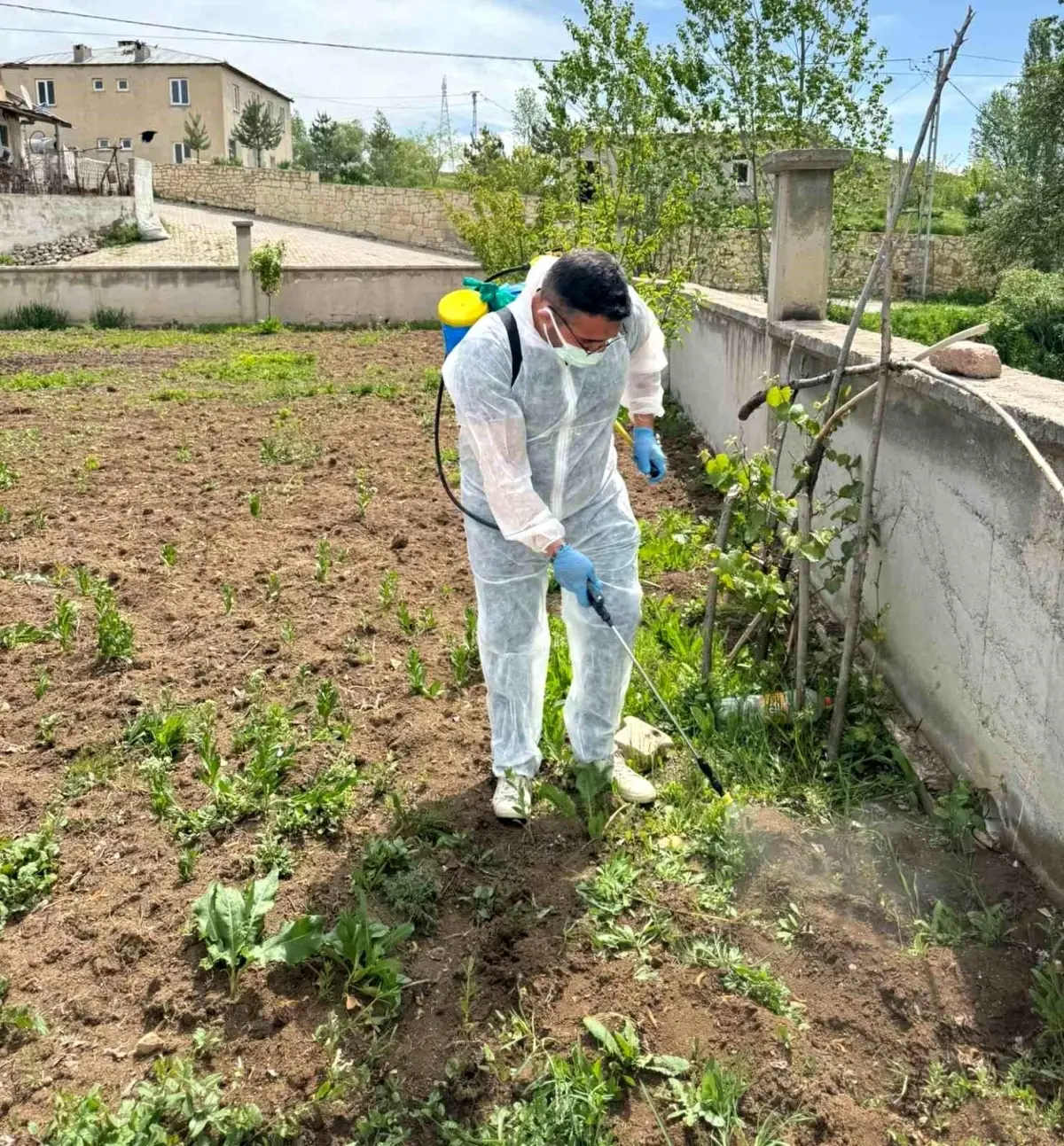 Aydıntepe'de Yabancı Ot Mücadelesi Başlatıldı