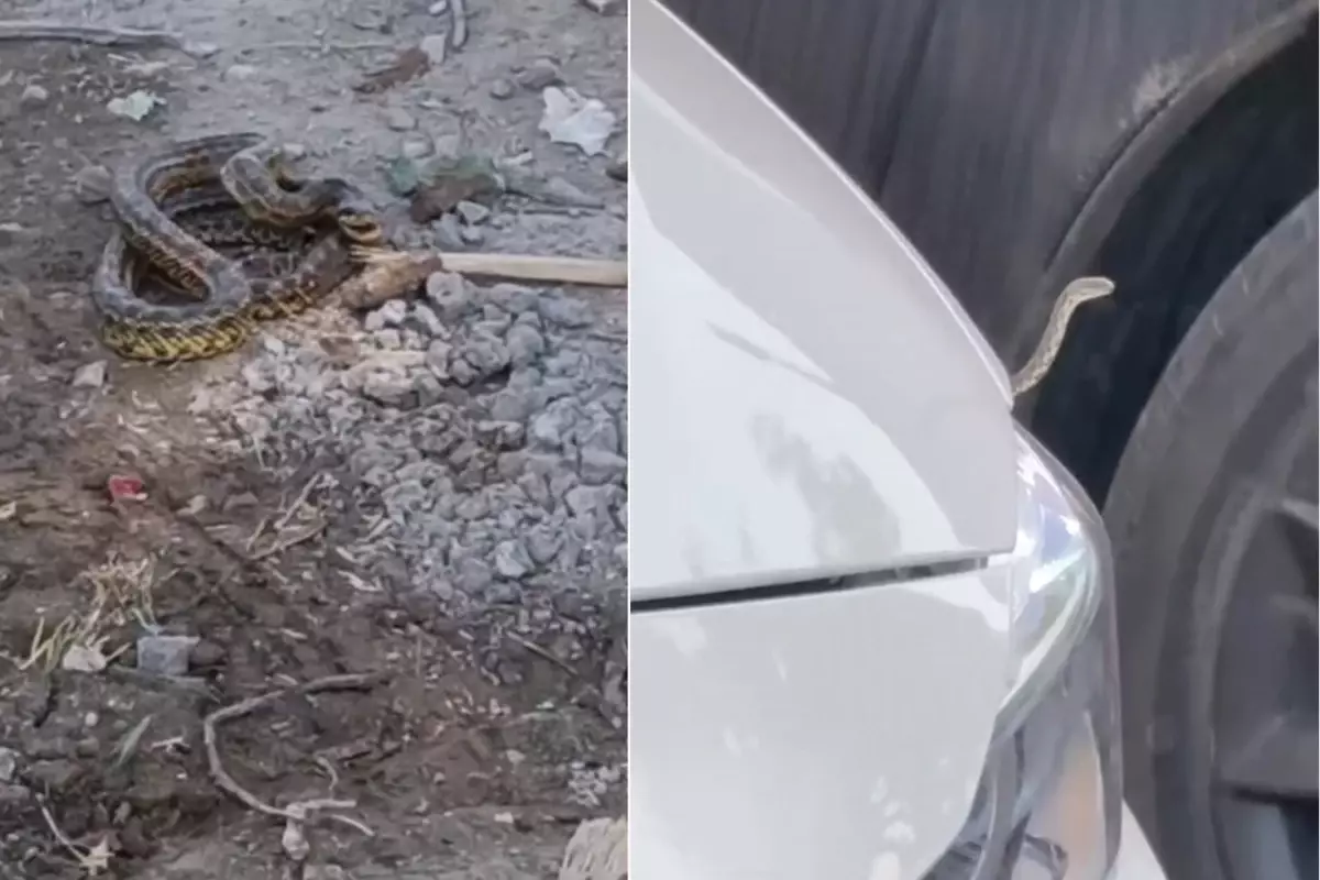 İlçeyi yılanlar bastı! Belediye araç motorlarından, binalardan topluyor