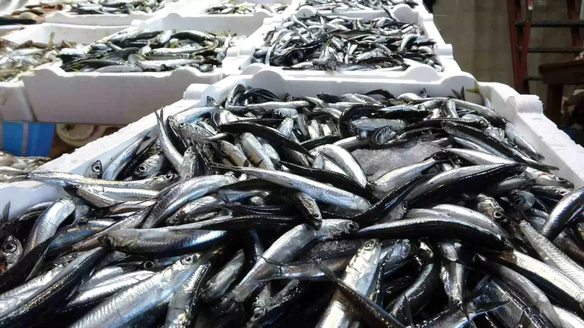 Karadeniz'de Balık Stokları Azalıyor: Kirlilik ve Aşırı Avlanma Etkili
