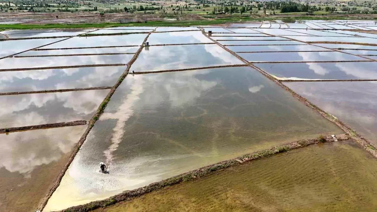 Çorum'da Dronla Çeltik Ekimine Başlandı