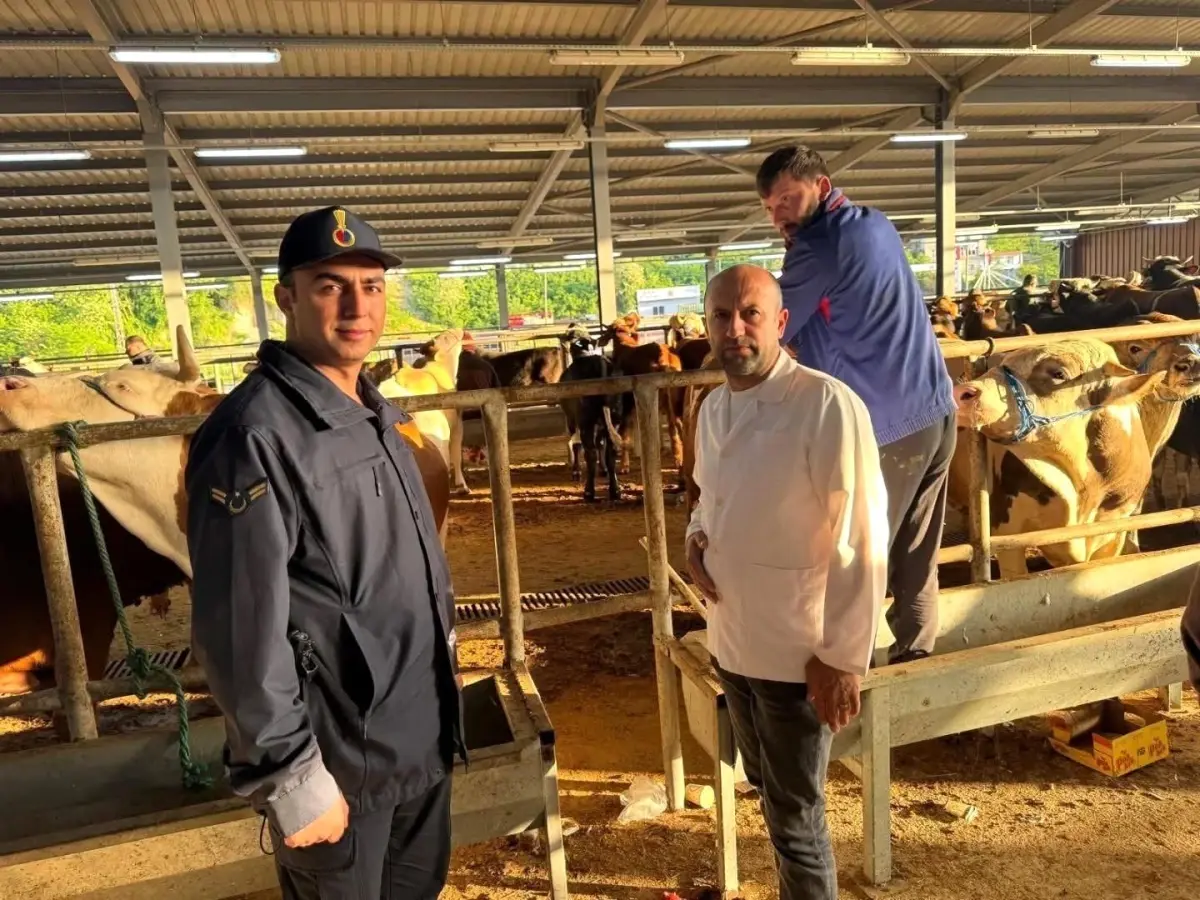 Kurban Bayramı Öncesi Fatsa'da Hayvan Pazarında Denetimler Artırıldı