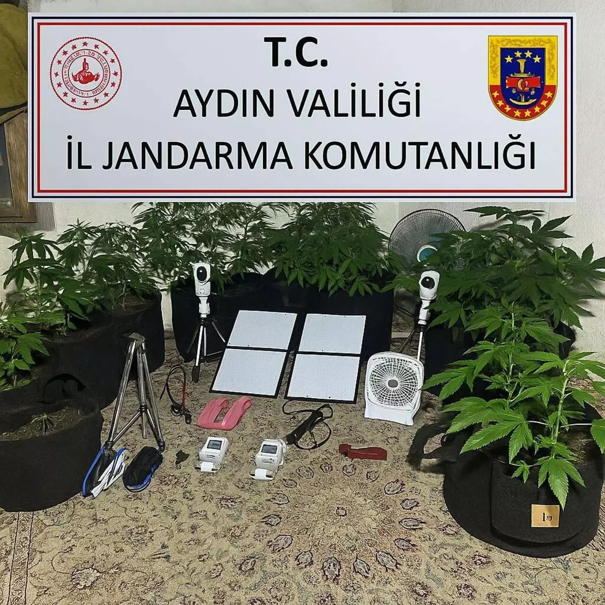 Üniversite Öğrencisi Hint Keneviri Yetiştirirken Yakalandı