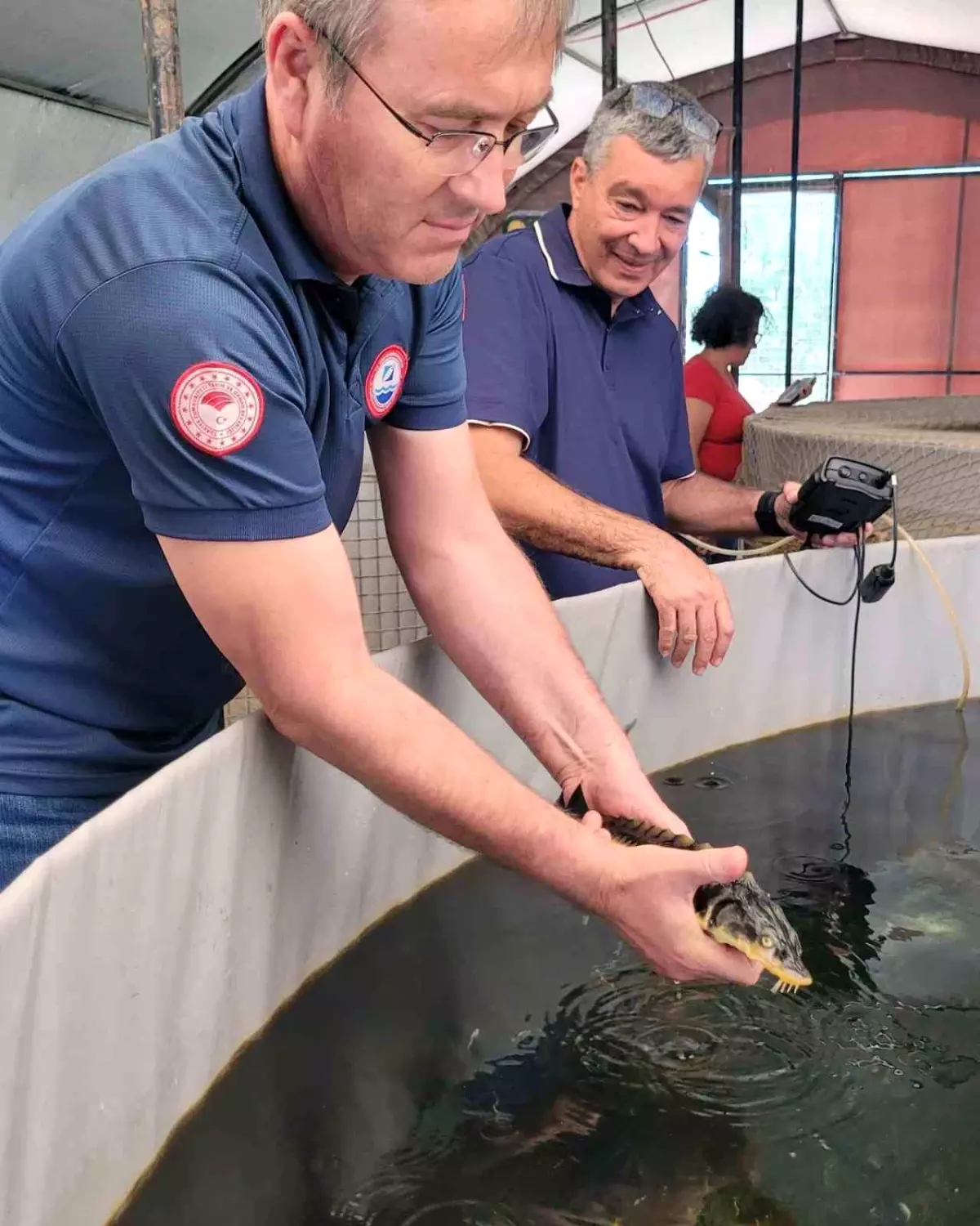 Mersin Balığı Milas'ta Yetiştiriciliğe Dahil Edildi