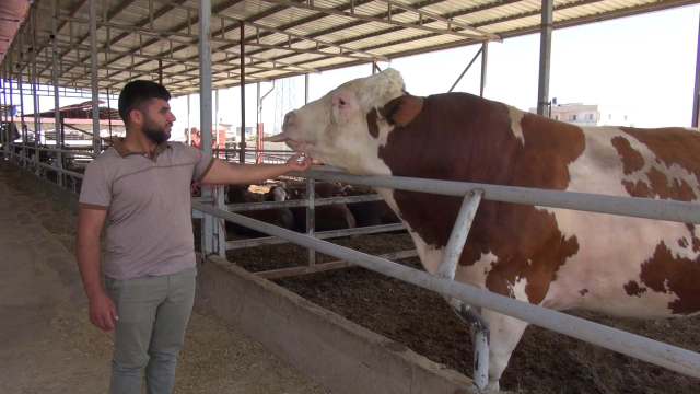 A 1,400-kilogram bull is waiting for its buyer in Reyhanlı A 1,400-kilogram bull is waiting for its buyer in Reyhanlı