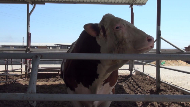 A 1,400-kilogram bull is waiting for its buyer in Reyhanlı A 1,400-kilogram bull is waiting for its buyer in Reyhanlı