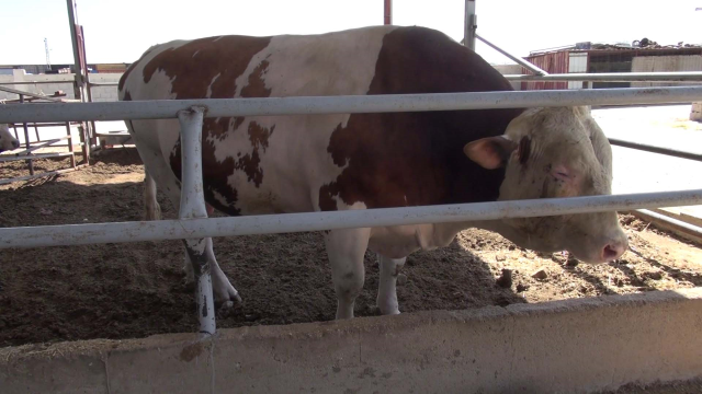 A 1,400-kilogram bull is waiting for its buyer in Reyhanlı A 1,400-kilogram bull is waiting for its buyer in Reyhanlı