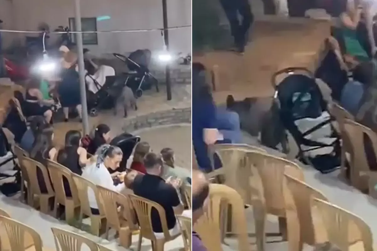 Şehre inen bir yaban domuzu düğüne daldı