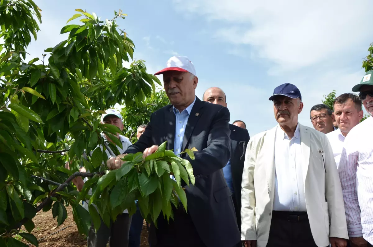 Zirai Don, Türkiye'de Tarımda Tarihin En Büyük Felaketine Neden Oldu