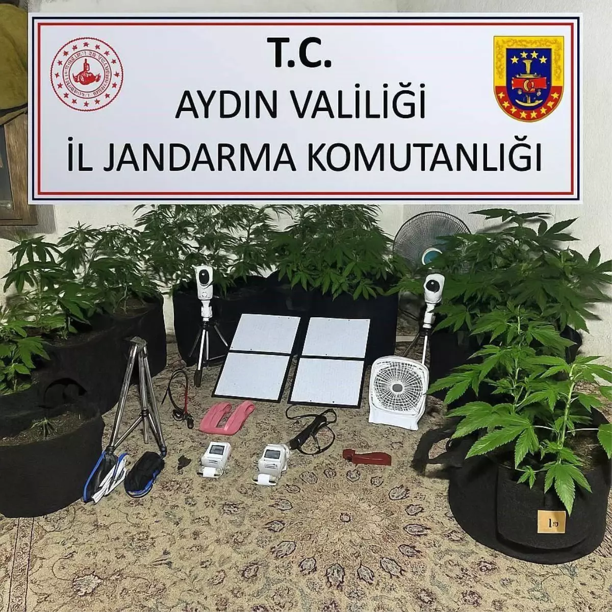 Üniversite Öğrencisi Metruk Binada Kenevir Yetiştirirken Yakalandı