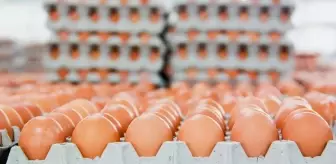 Yumurtanın üretim maliyeti düşerken market fiyatları sabit kaldı