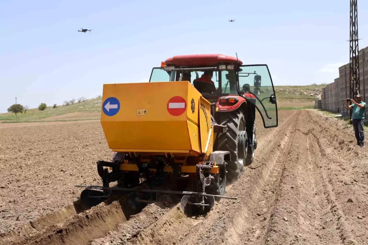 Nevşehir'de Patates Siğil Hastalığına Son Verildi: Güvenli Tohum Ekimi Başladı
