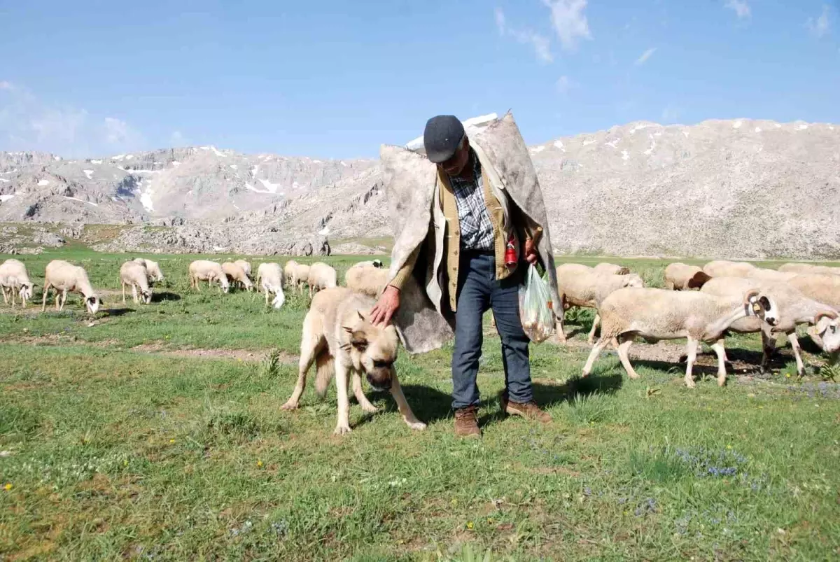 Yörükler Yaz İçin Yaylalara Göç Etti