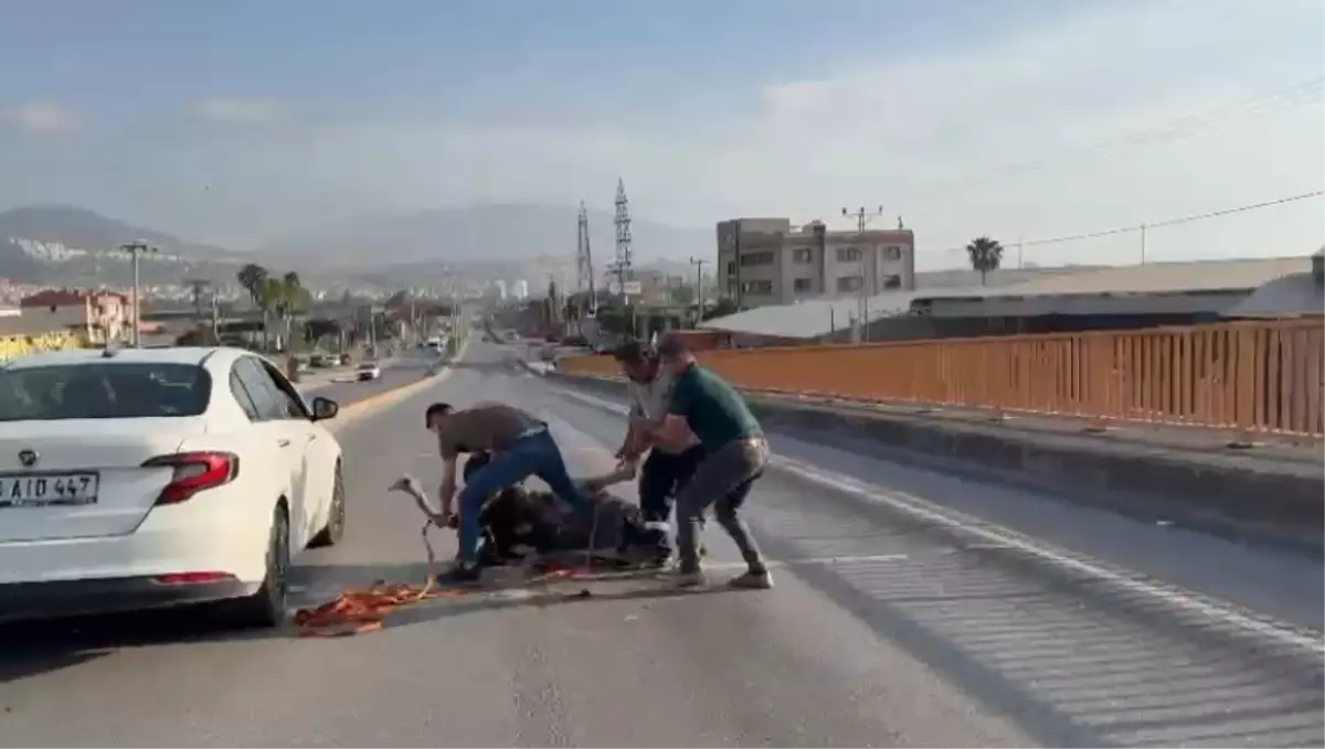 İskenderun'da Deve Kuşu Trafiği Tehdit Etti