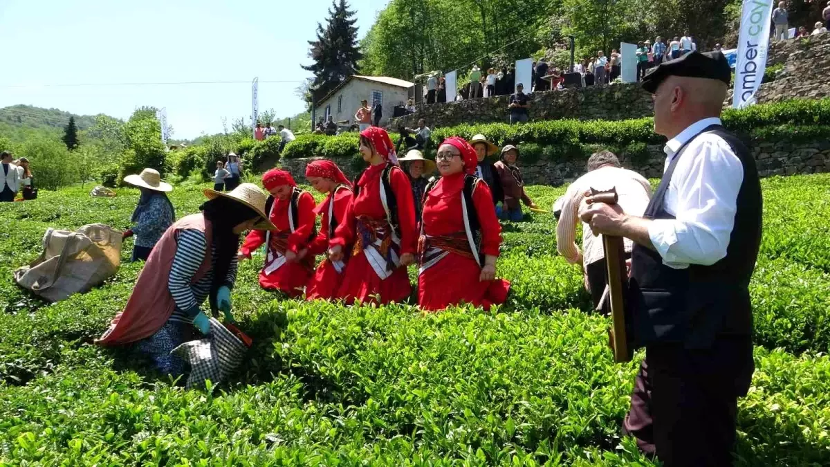 Giresun'da Çay Hasadı Renkli Görüntülerle Başladı