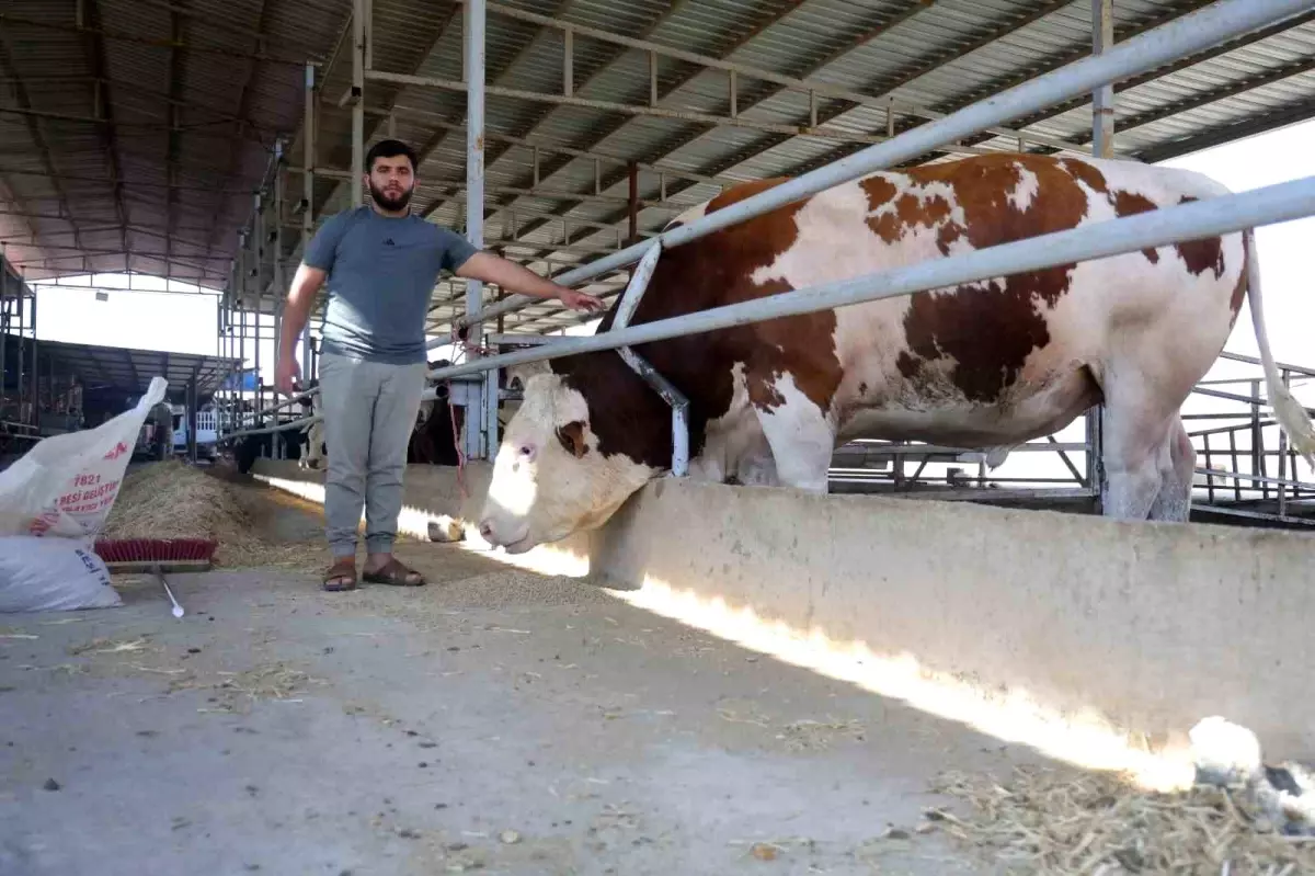 Hatay'da 420 Bin TL'lik Dev Tosun Alıcı Bekliyor
