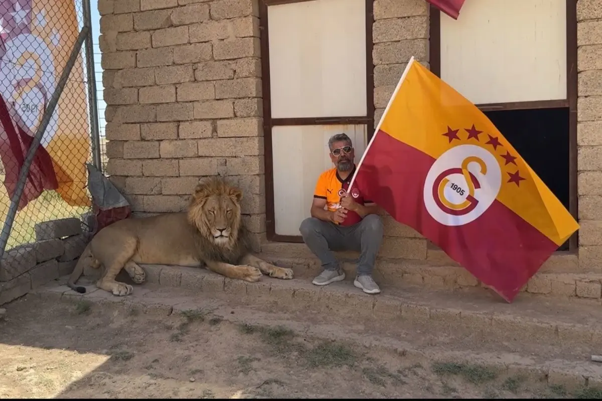 Galatasaraylı taraftar, şampiyonluğu aslanlarıyla kutladı! Aslanlara verdiği isim dikkat çekti