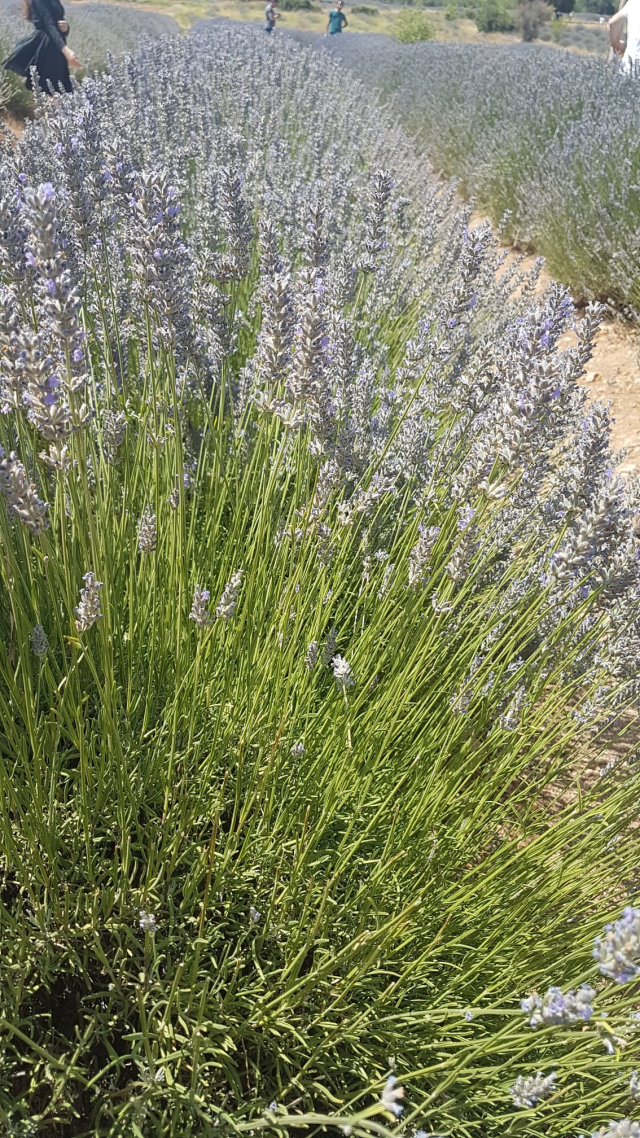 Göller, güller ve gönüller diyarı Burdur'da DoğaFest heyecanı başlıyor