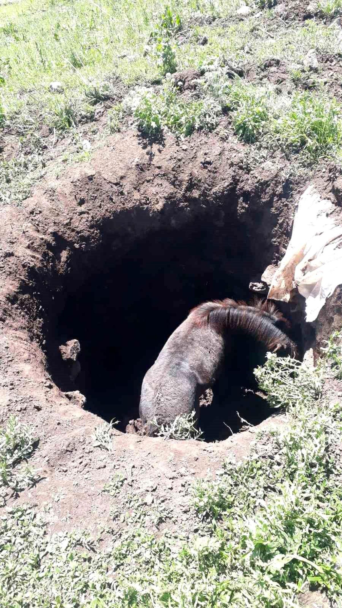 Köylüler Başınıboş Ati Kuyu'dan Kurtardı