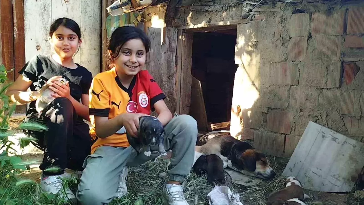 Osmancık'ta Kardeşler Sokak Köpeğini Sahiplendi