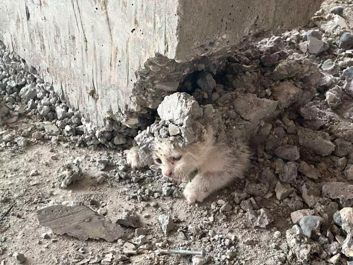 Şanlıurfa'da İnşaatta Beton Altında Kalan Yavru Kedi Kurtarıldı