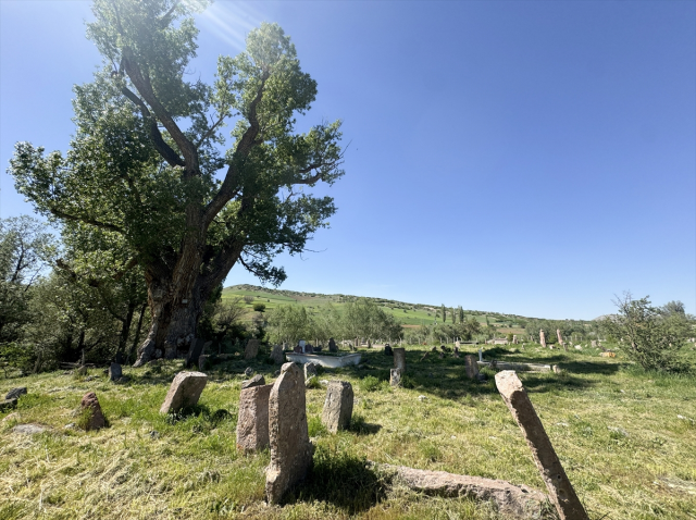 The graves of Turkish tribes resist time under the shade of a 750-year-old monumental tree