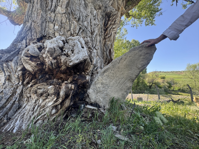 The graves of Turkish tribes resist time under the shade of a 750-year-old monumental tree