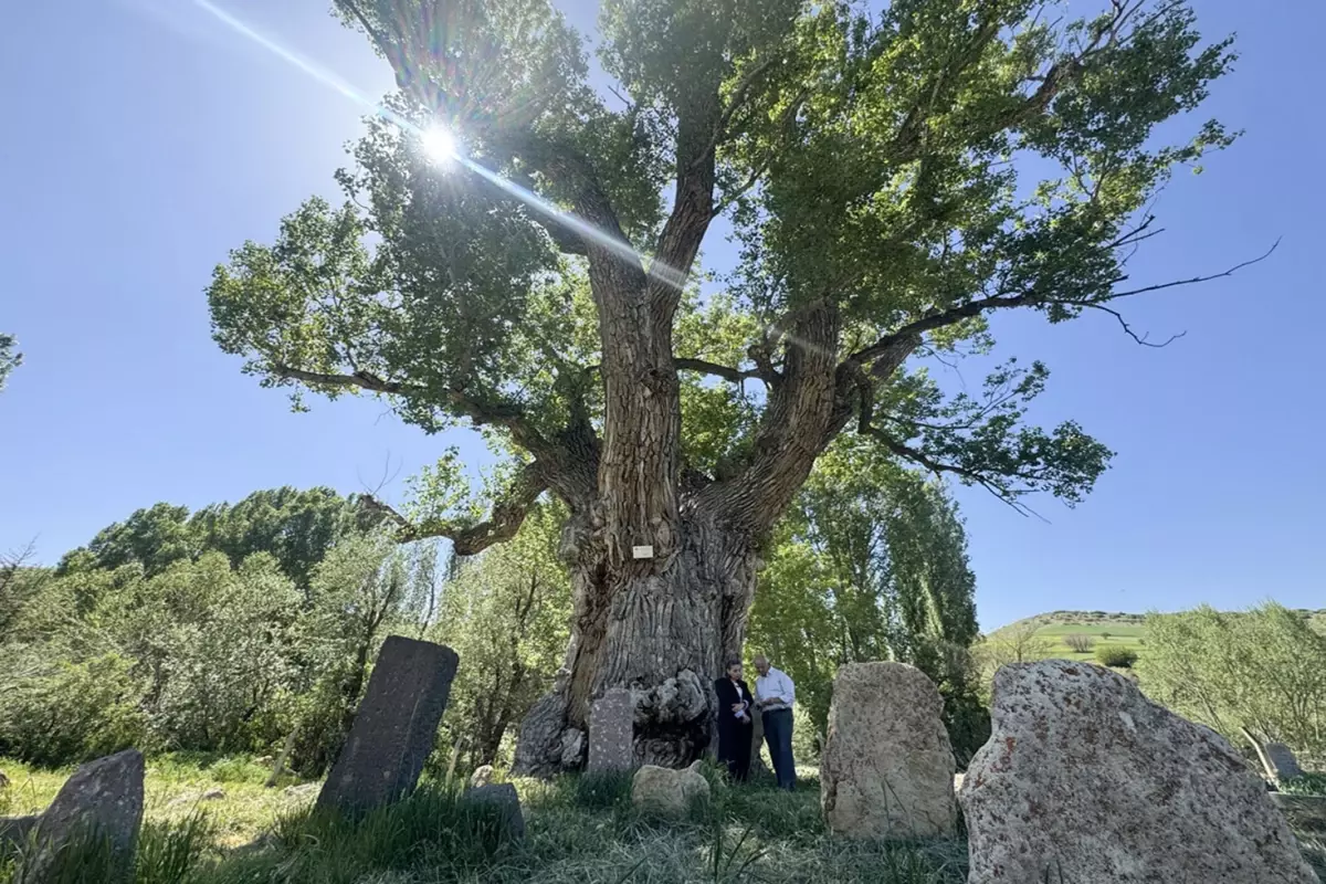 Türk boylarının mezarları 750 yıllık anıt ağacın gölgesinde zamana direniyor