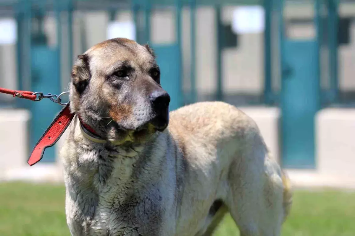 Kangal ve Akbaş Yavruları 17 Bin 400 Liradan Satışta
