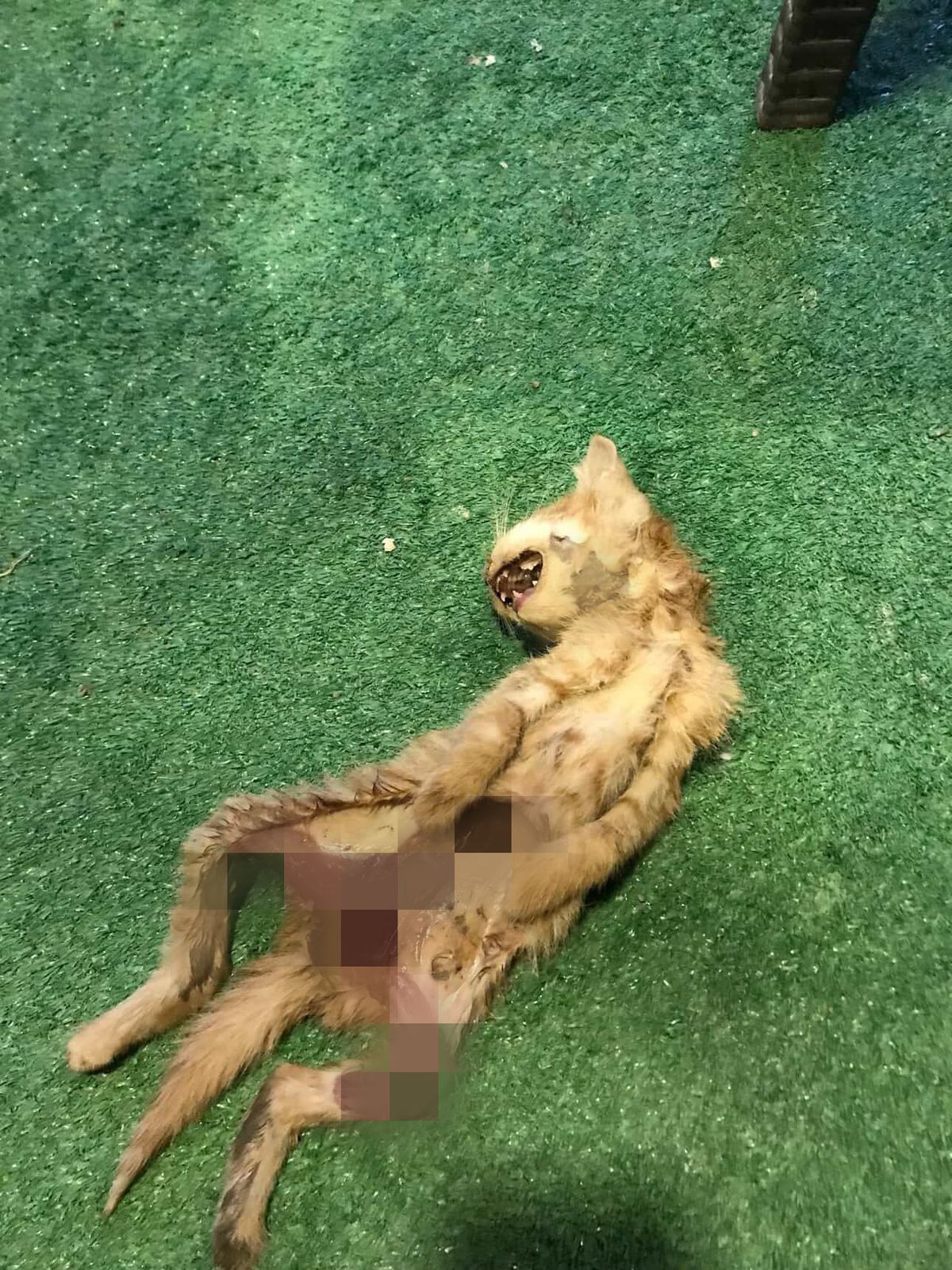 Zonguldak'ta Kedilere Yapılan İşkence Şok Etti