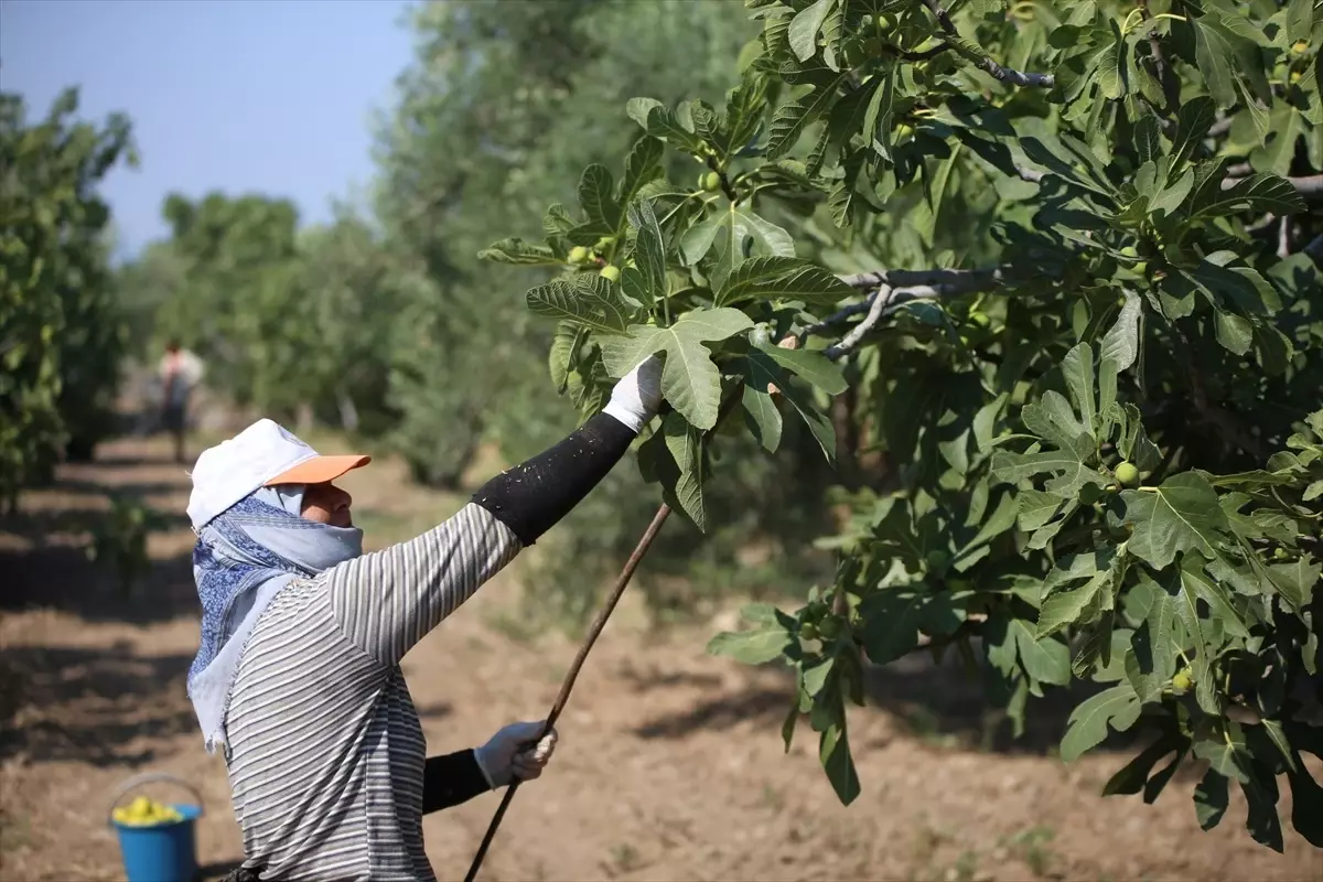 Aydın İncirinde Hasat Sezonu Başladı: Rekolte Düşmesine Rağmen Kalite Umut Veriyor