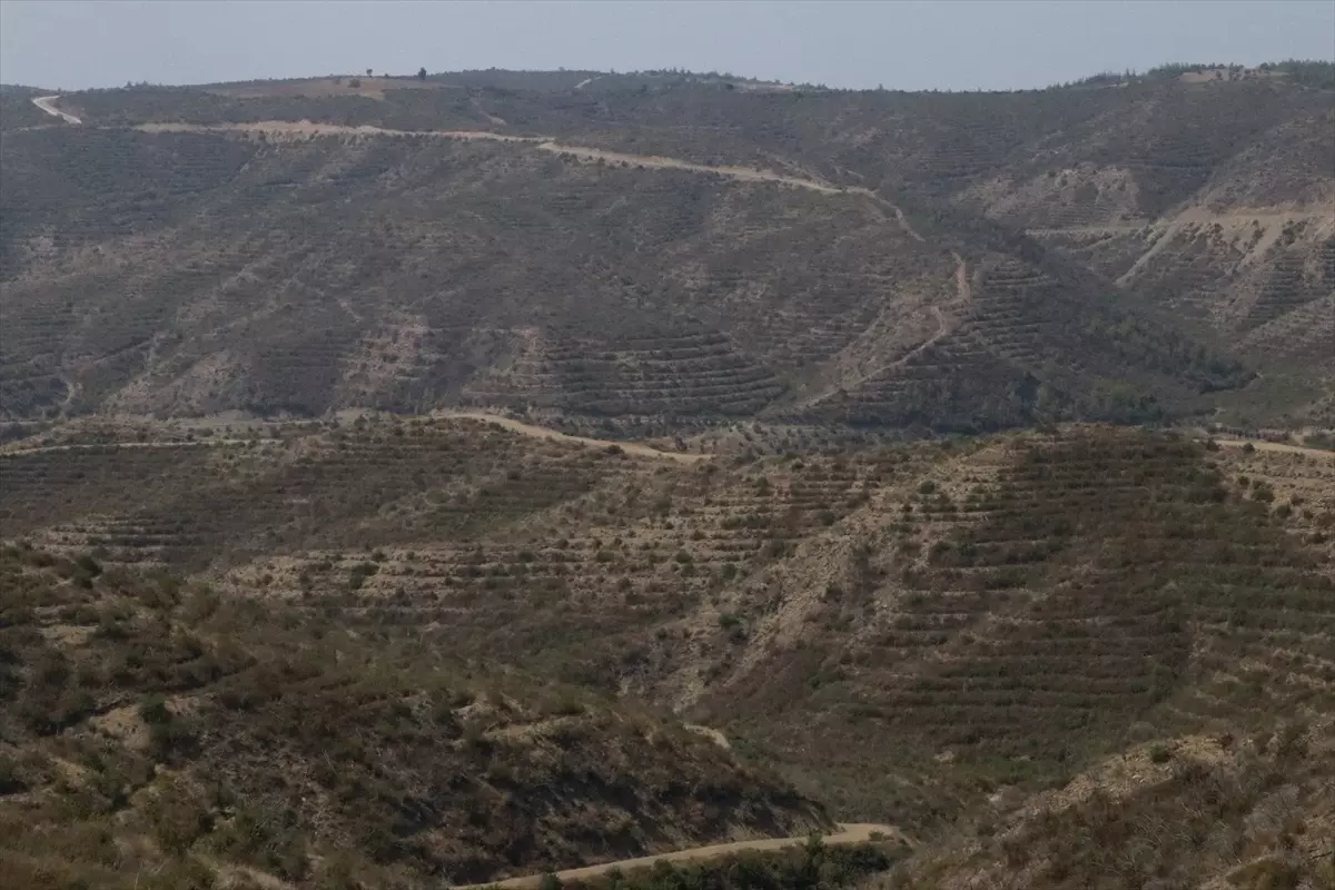 Adana&apos;da Yangınla Zarar Gören Orman Alanları Yeniden Yeşillendirildi